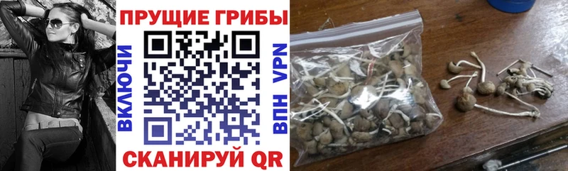 Галлюциногенные грибы Psilocybine cubensis  как найти закладки  Севастополь 